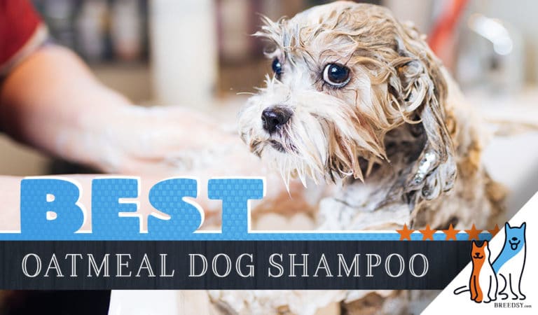 9 Best Oatmeal Shampoos for Dogs plus our Best Itchy Skin Pick