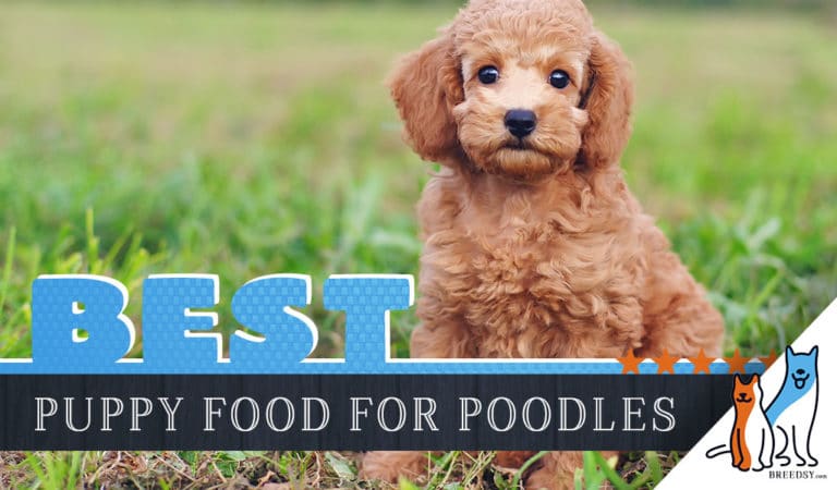 8 Best Poodle Puppy Foods with Our 2022 Most Affordable Pick