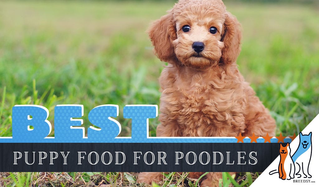 best dog food for poodles with allergies