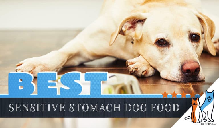 8 Best Dog Foods for Sensitive Stomach, Gas, and Diarrhea Problems