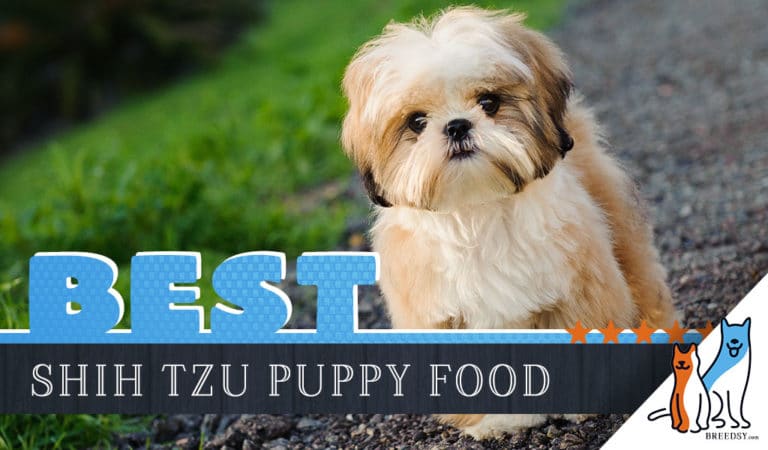 9 Best Shih Tzu Puppy Foods with Our 2022 Most Affordable Pick