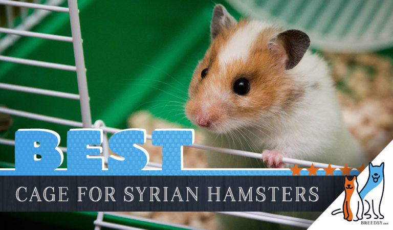 7 Best Syrian Hamster Cages with Our 2023 Budget Friendly Pick