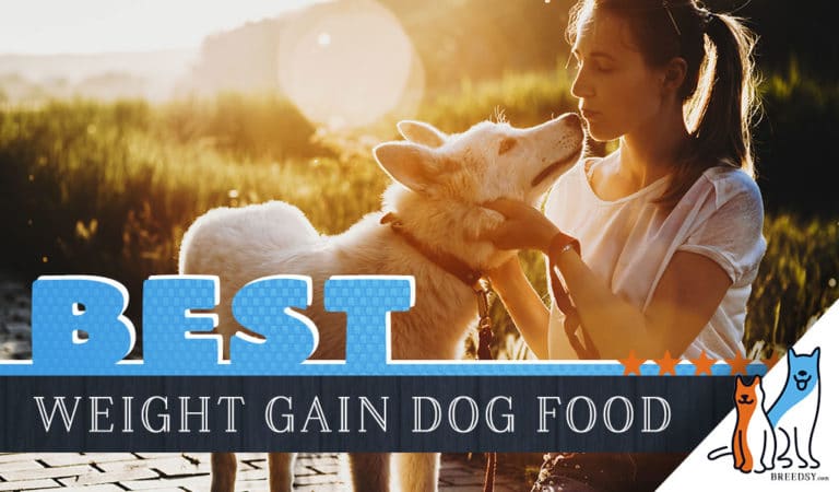 8 Best Dog Foods to Gain Weight Fast and Safely