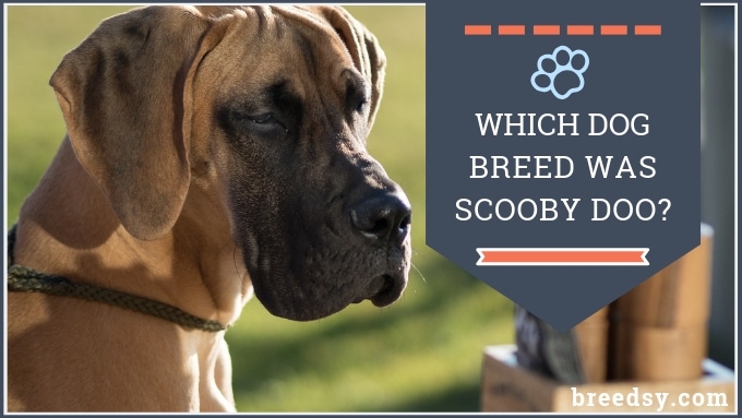 What Kind of Dog is Scooby-Doo?