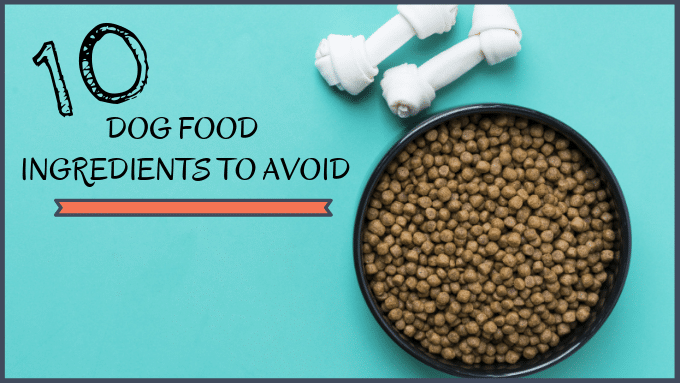 10 Dog Food Ingredients to Avoid at All Cost