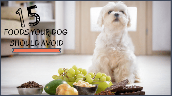 15 Human Foods your Dog should Avoid at All Cost