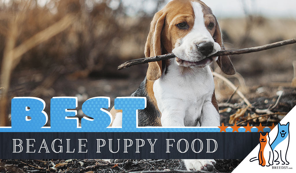 what to feed beagle puppy