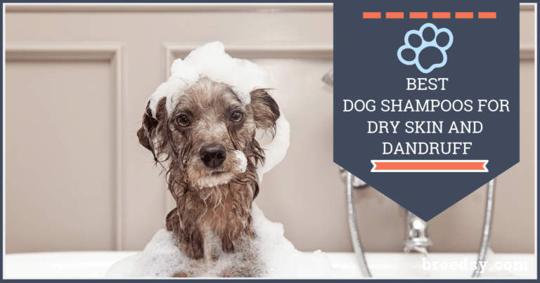 9 Best Dog Shampoos for Dry Skin & Dandruff with 2 Homemade Options