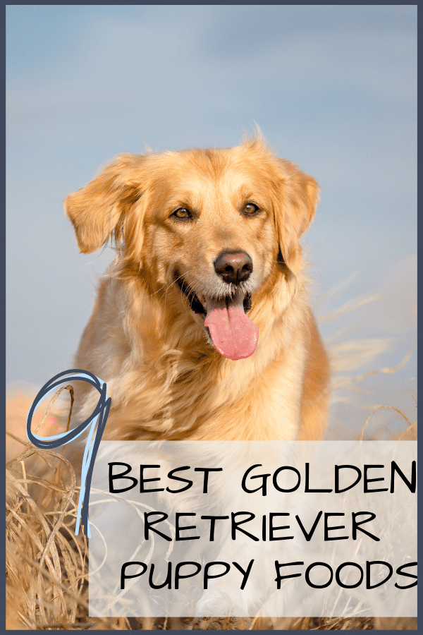 best golden retriever puppy foods