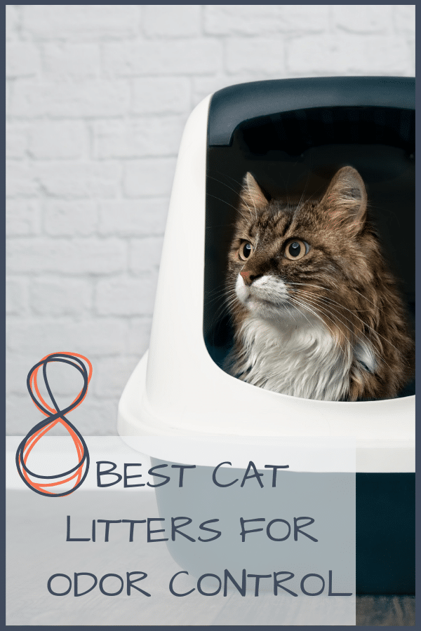 best cat litter for odor control