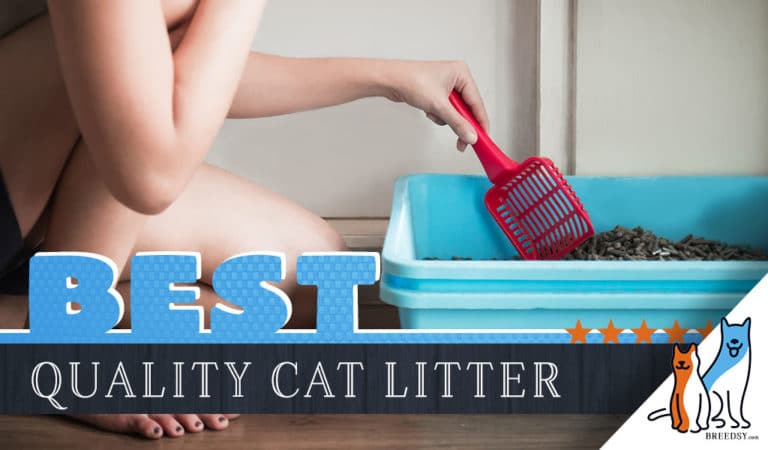 12 Best Cat Litter on the Market with Answers to FAQs Regarding Litters