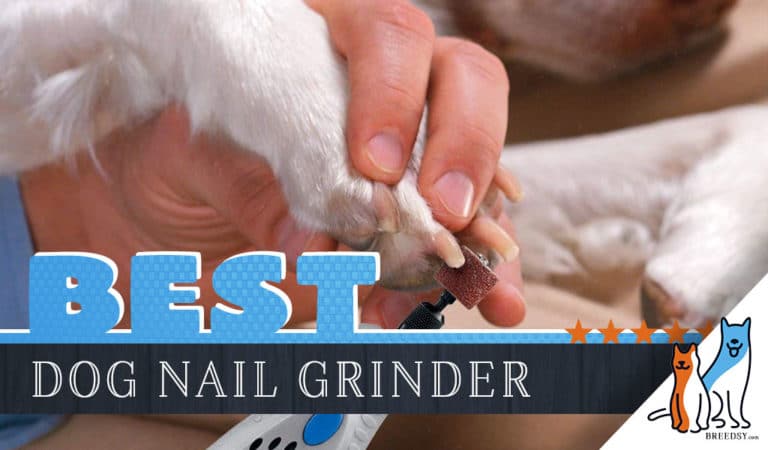 8 Best Dog Nail Grinders with Grinding Guide and Answers to FAQs
