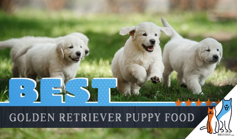 9 Best Golden Retriever Puppy Foods with Our 2022 Feeding Guide