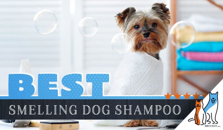 9 Best Smelling Dog Shampoos That Last with 3 Homemade Shampoos