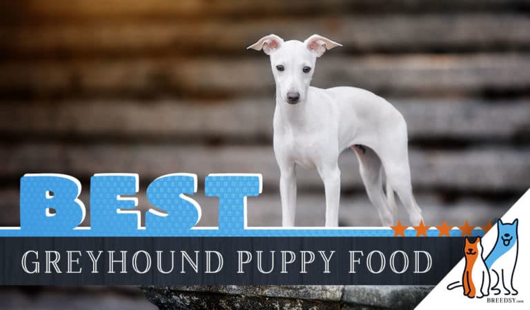 7 Best Greyhound Puppy Foods with Our 2022 Feeding Guide