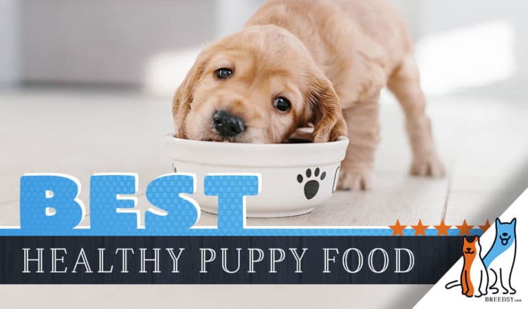 13 Best Puppy Foods: Our 2022 In-Depth Guide with Answers to FAQs