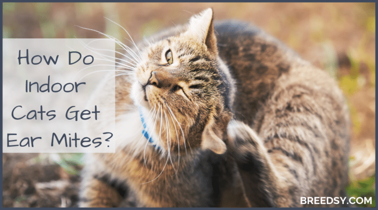 How Do Indoor Cats Get Ear Mites?