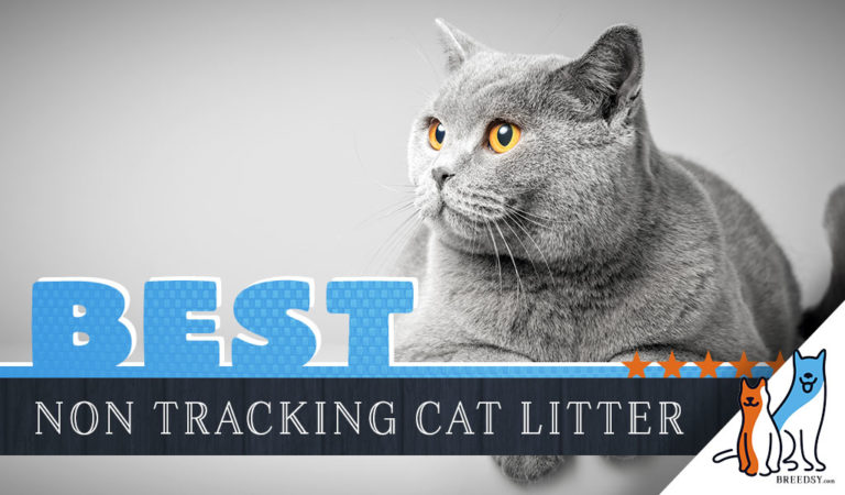 7 Best Non-Tracking Cat Litter with 5 Tips to Prevent Tracking