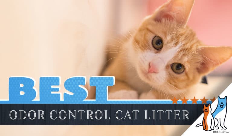 9 Best Cat Litters for Odor Control with a DIY Homemade Deodorizer