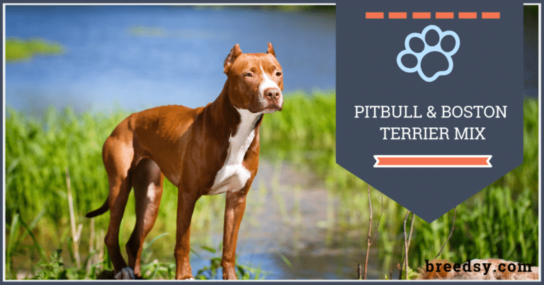 Boston Terrier/Pitbull Mix: Our Guide with Fun Facts and Pictures