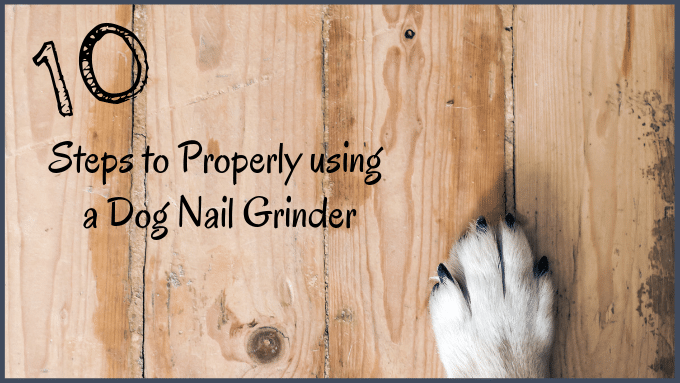 guide to using a dog nail grinder