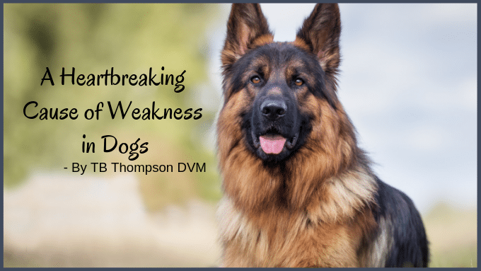 A Heartbreaking Cause of Weakness in Dogs