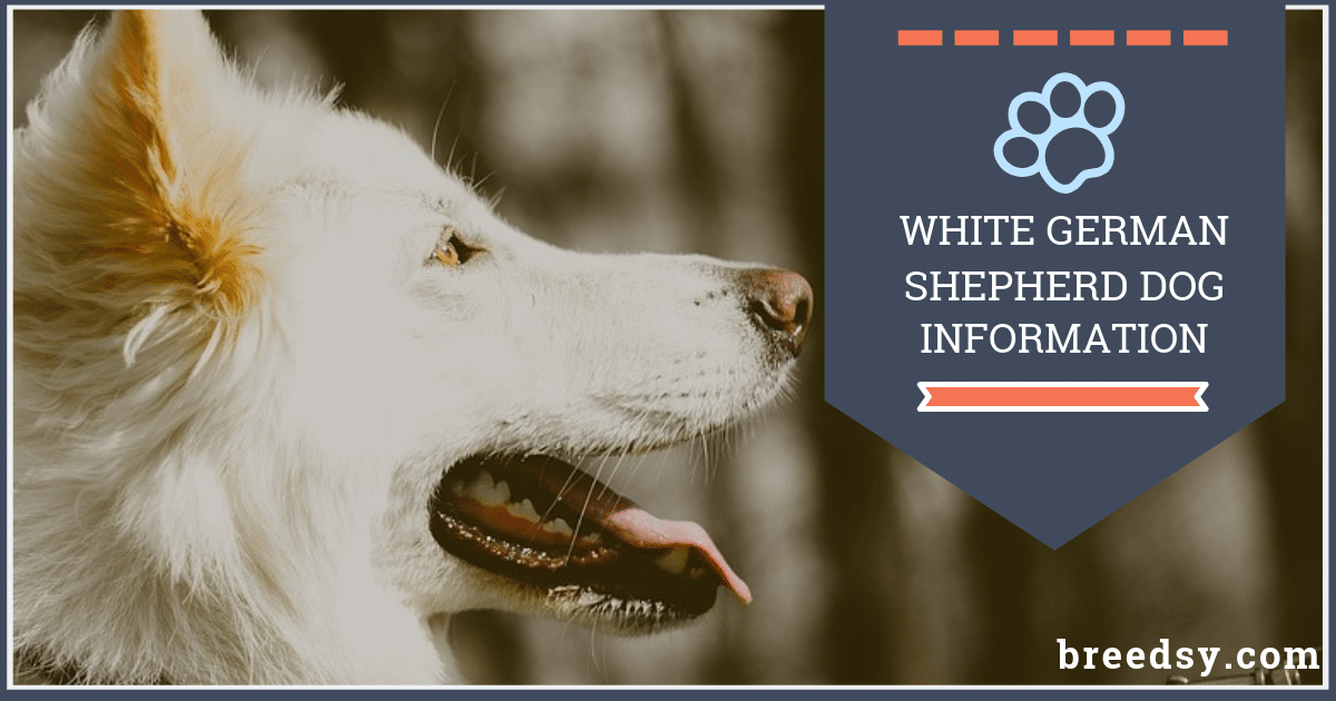 White German Shepherd Ultimate Guide With Fun Facts And Pictures