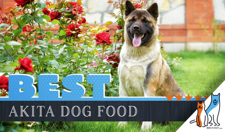 14 Best Dog Foods for Akitas: Our 2022 In-Depth Feeding Guide