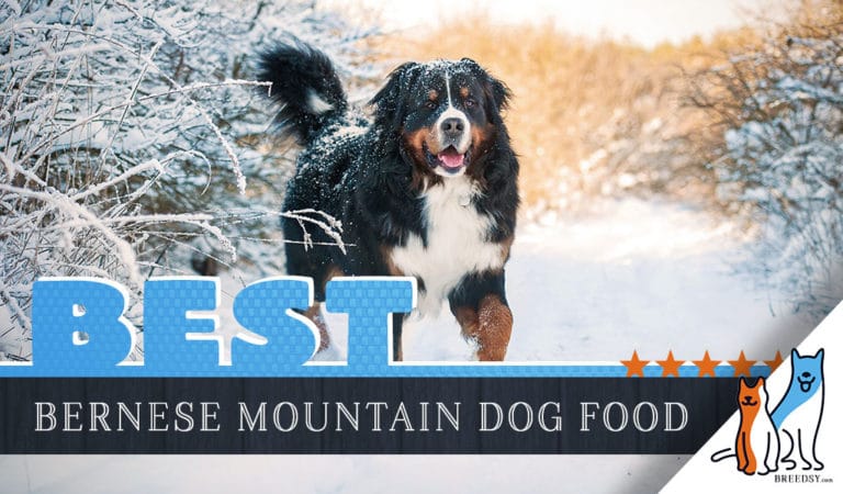 15 Best Dog Foods for Bernese Mountain Dogs: 2023 Feeding Guide
