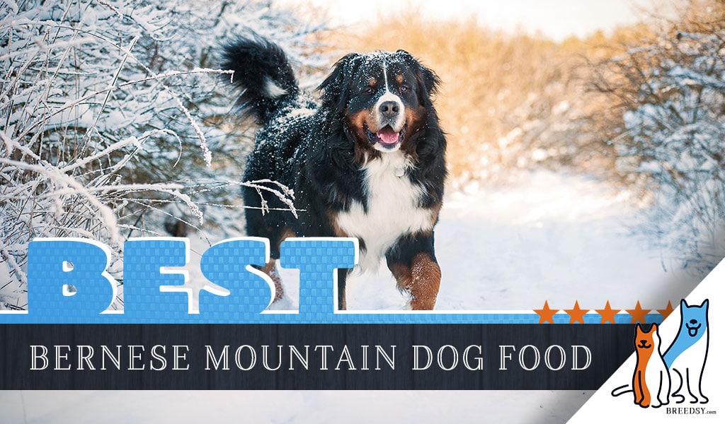 15 Best Dog Foods for Bernese Mountain Dogs 2020 Feeding