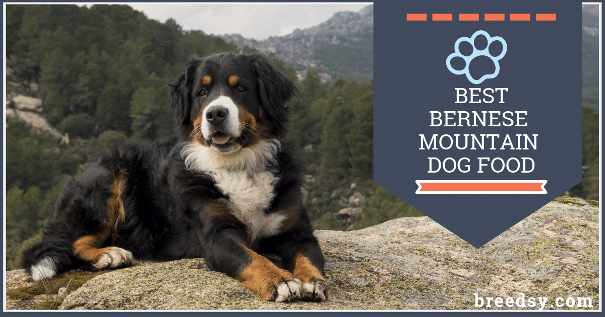 15 Best Dog Foods for Bernese Mountain Dogs 2019 Feeding