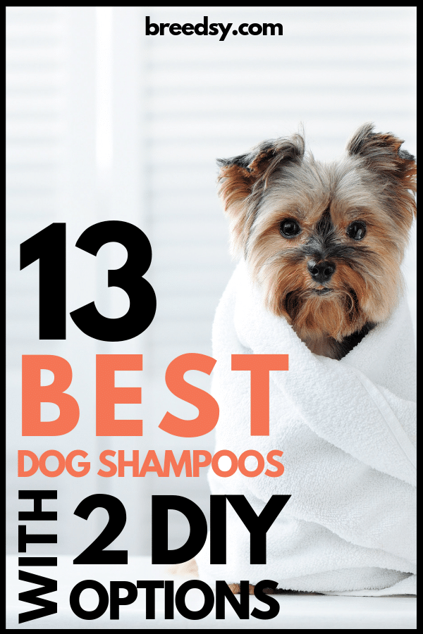Our 2022 Picks for Best Dog Shampoos