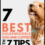 Goldendoodle Hair Clipping Guide