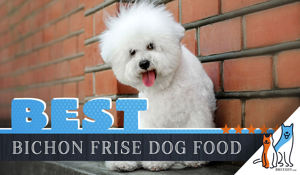 15 Best Dog Foods for Bichon Frises 