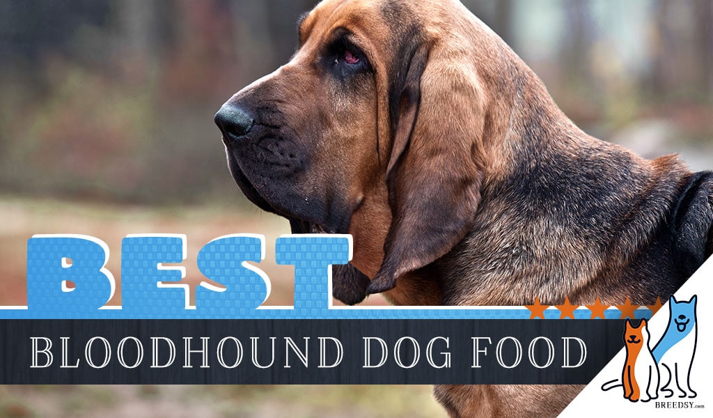 15 Best Dog Foods For Bloodhounds Our 2020 Feeding Guide