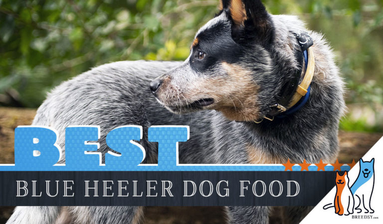 15 Best Dog Foods for Blue Heeler (Australian Cattle Dog): Our Guide