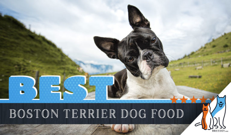 15 Best Dog Foods for Boston Terriers: Our 2023 In-Depth Feeding Guide