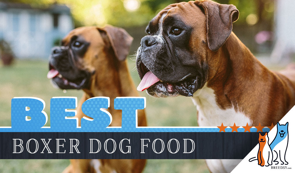 6 Best Boxer Dog Foods Plus Top Brands for Puppies and Seniors