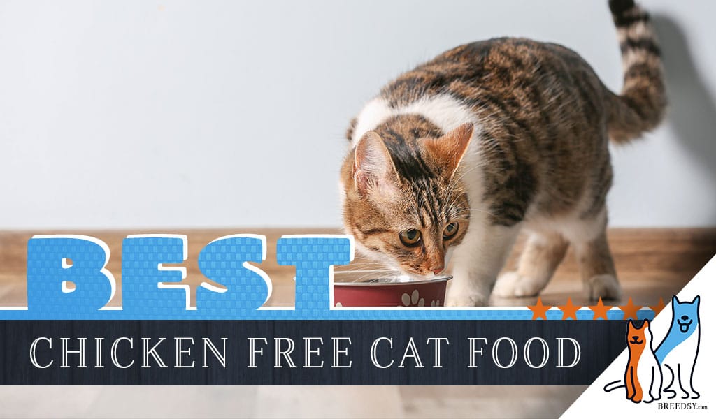 8 Best Cat Foods without Chicken: Our 