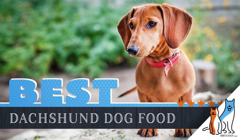15 Best Dog Foods for Dachshunds: Our 2022 In-Depth Feeding Guide