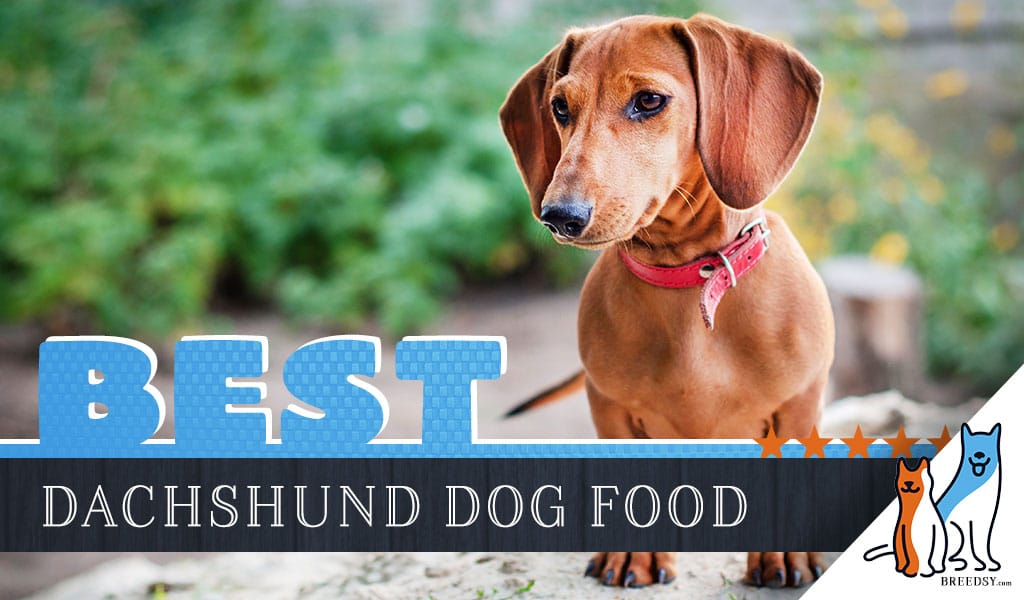 dachshund dog food