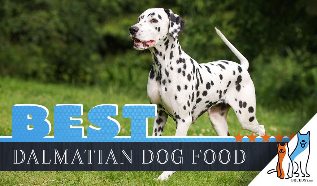 6 Best Dalmatians Dog Foods Plus Top Brands for Puppies