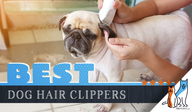 8 Best Dog Hair Clippers Reviews: Our Professional Clipper Guide