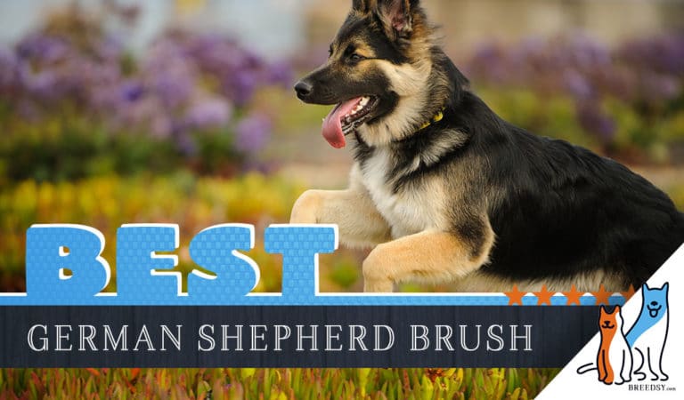 7 Best Brushes for German Shepherds with 5 Simple Brushing Tips