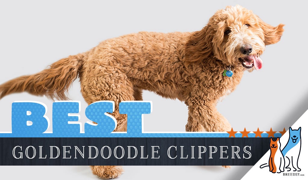 best dog hair clippers for goldendoodles