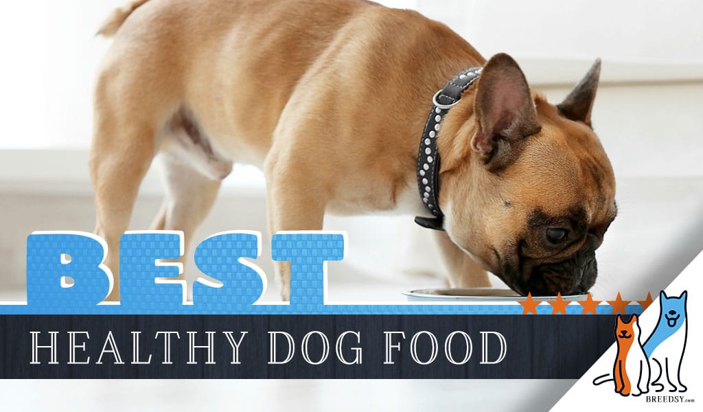 best and safest dog food