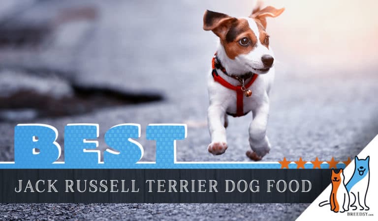 15 Best Dog Foods for Jack Russell Terrier: Our 2022 Feeding Guide