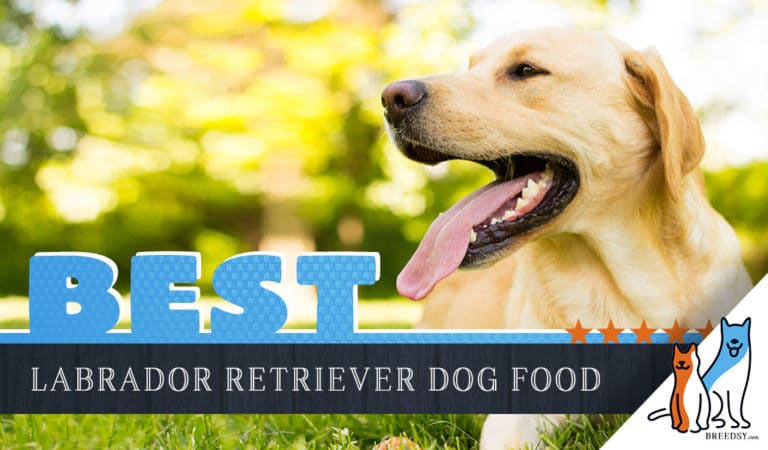 6 Best Labrador Dog Foods Plus Top Brands for Puppies and Seniors