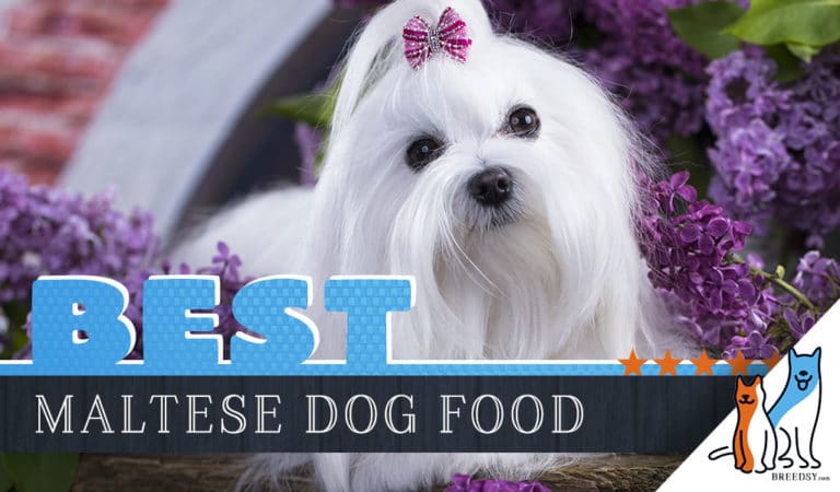 15 Best Dog Foods for Maltese: Our 2022 In-Depth Feeding Guide