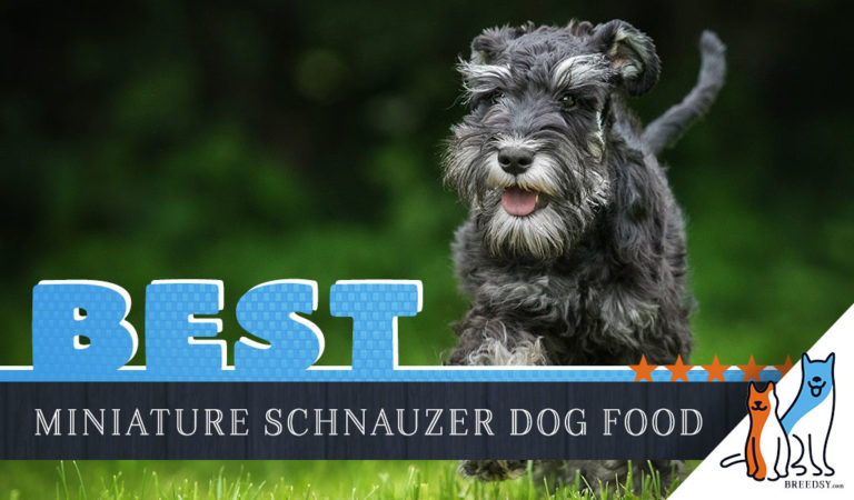 6 Best Miniature Schnauzers Foods Plus Top Puppies & Seniors Brands